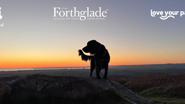 Lochy, cocker spaniel, on Godolphin Hill at sunset